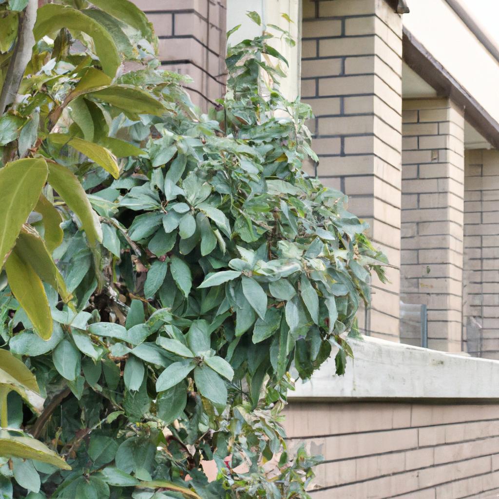 理想の生け垣、川崎市宮前区で実現します！