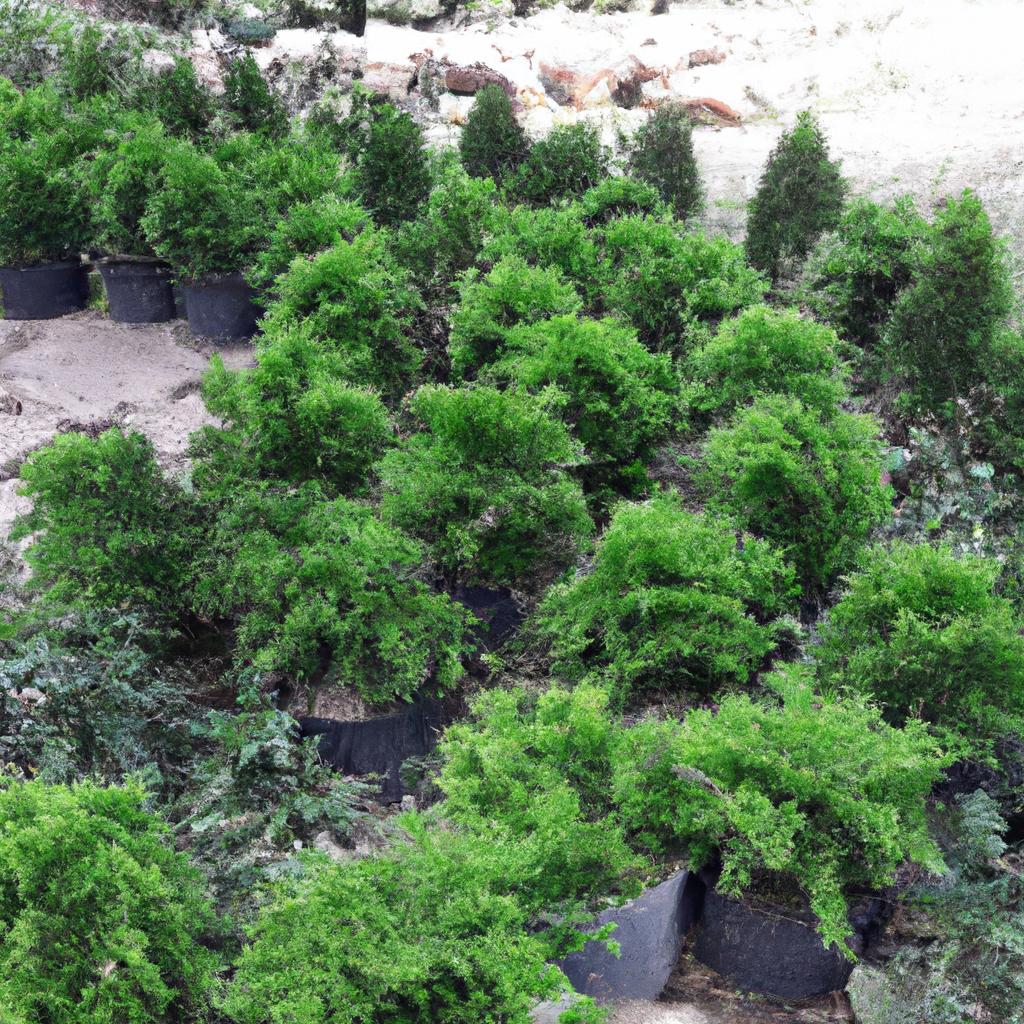 季節を彩る植栽アイデア