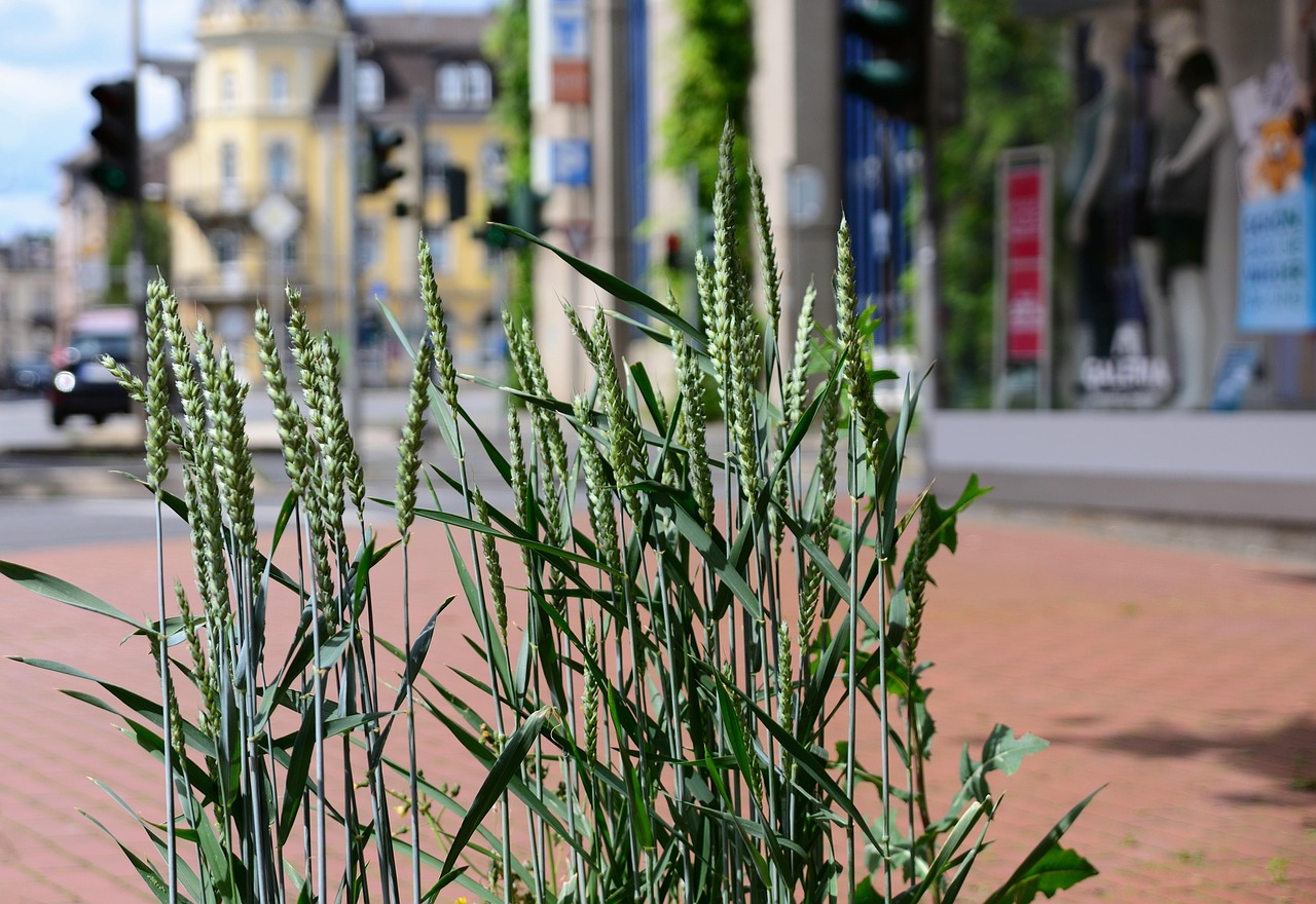 当社の植栽メンテナンスサービス