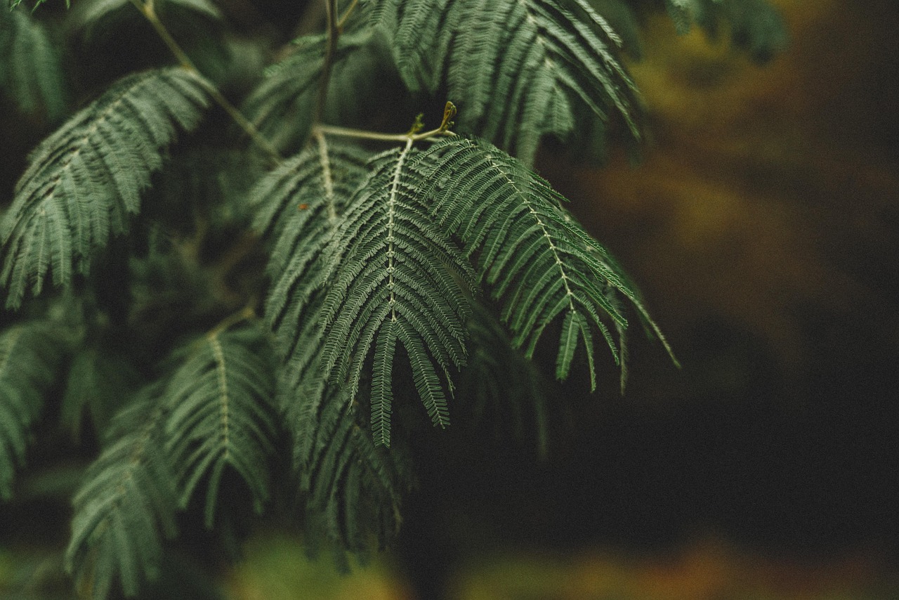 植木手入れでお庭を活気づける