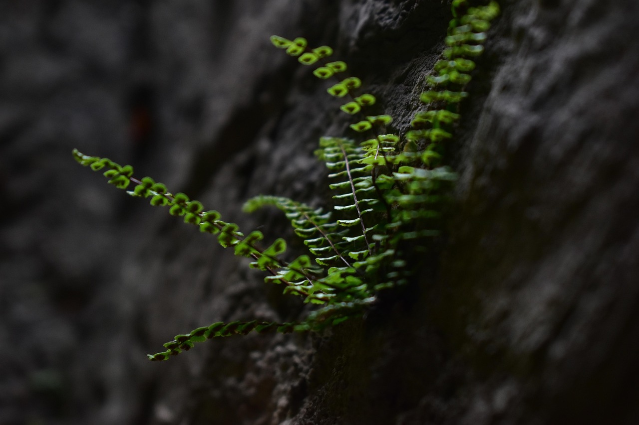 植物の健康を保つメンテナンスサービス