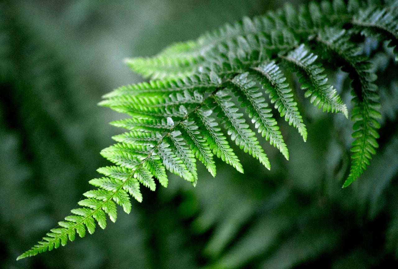 植木管理で健康的な庭に