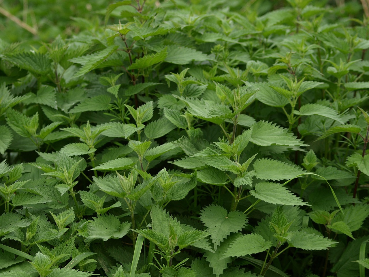 植木メンテナンスでお庭を生き生きと!
