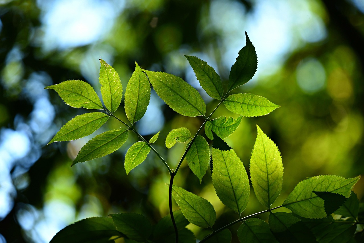 庭の健康は私たちにお任せ！