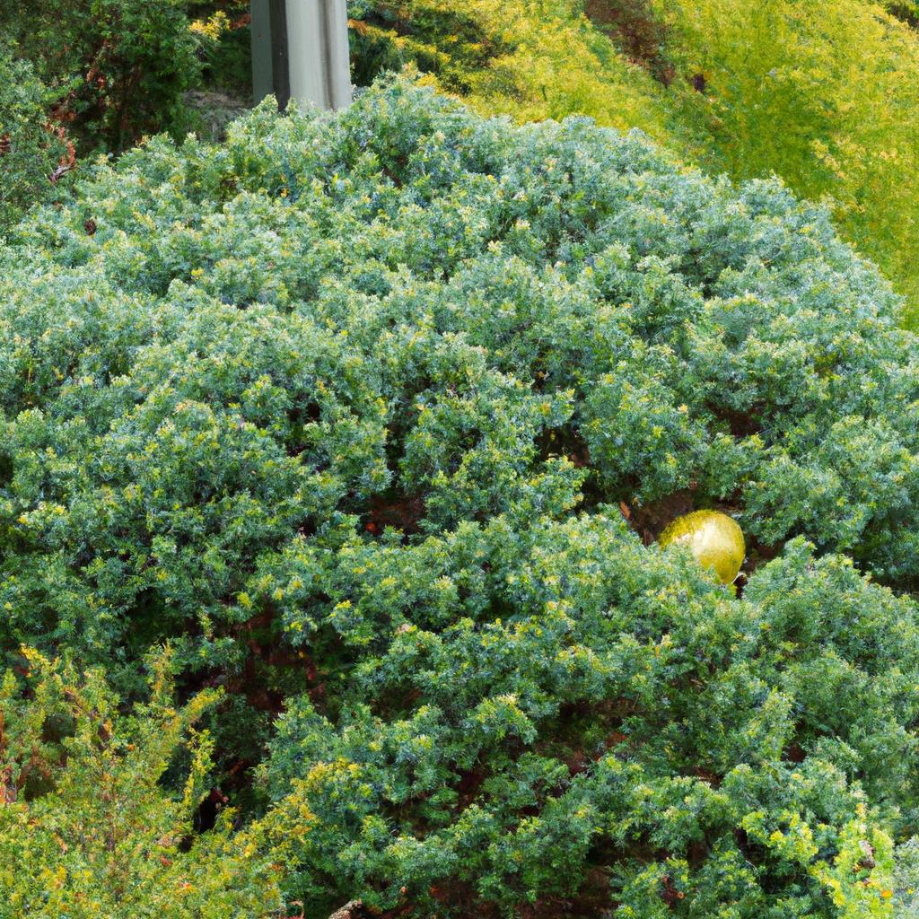 2. 生け垣に適した植物の選び方