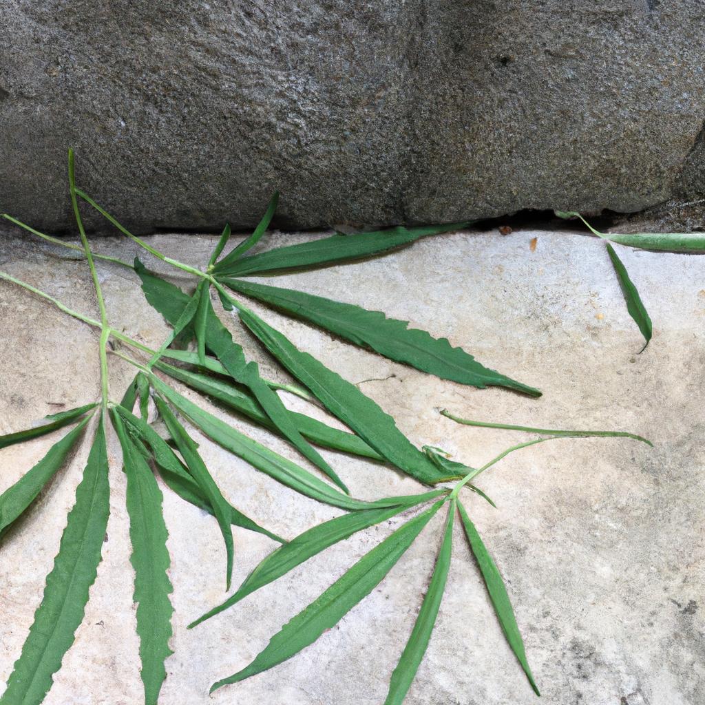 除草のストレス、さようなら！