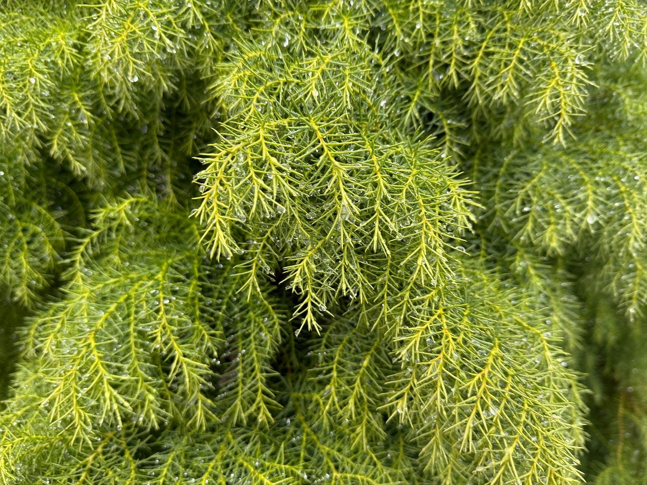 府中の庭を美しく保つ！除草剤使用法とメンテナンスの秘訣