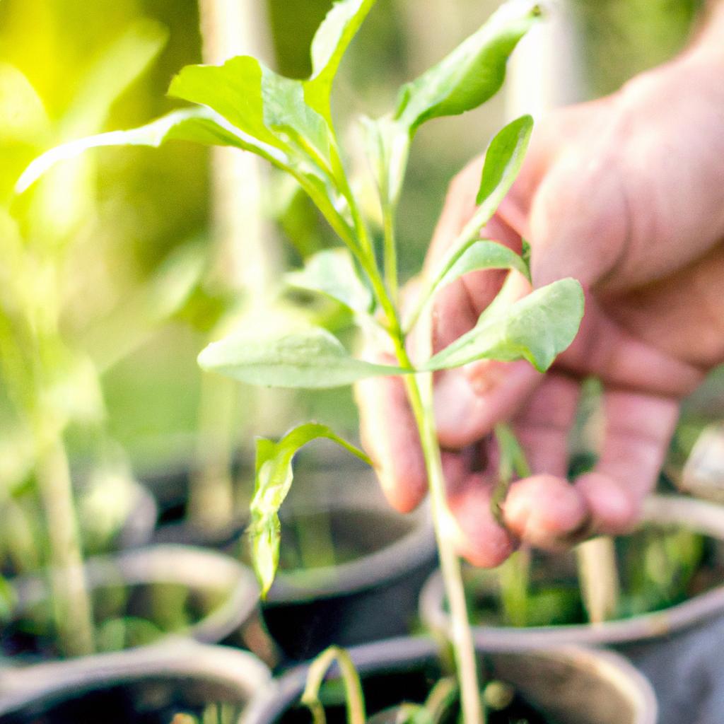 4. 植物管理の重要性と方法