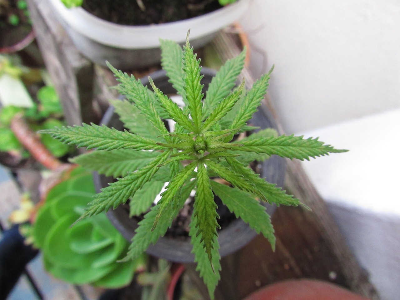 3. 植栽のプロが選ぶ、適切な草木の選定